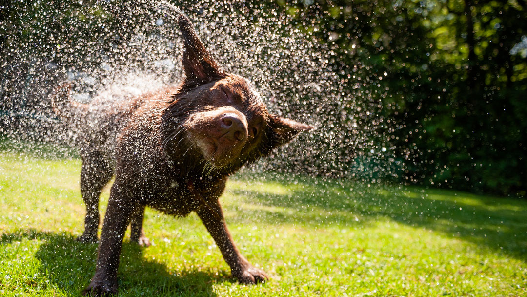 Dog-Wash2